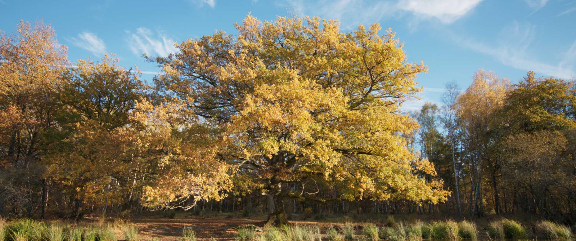 Le chêne en automne