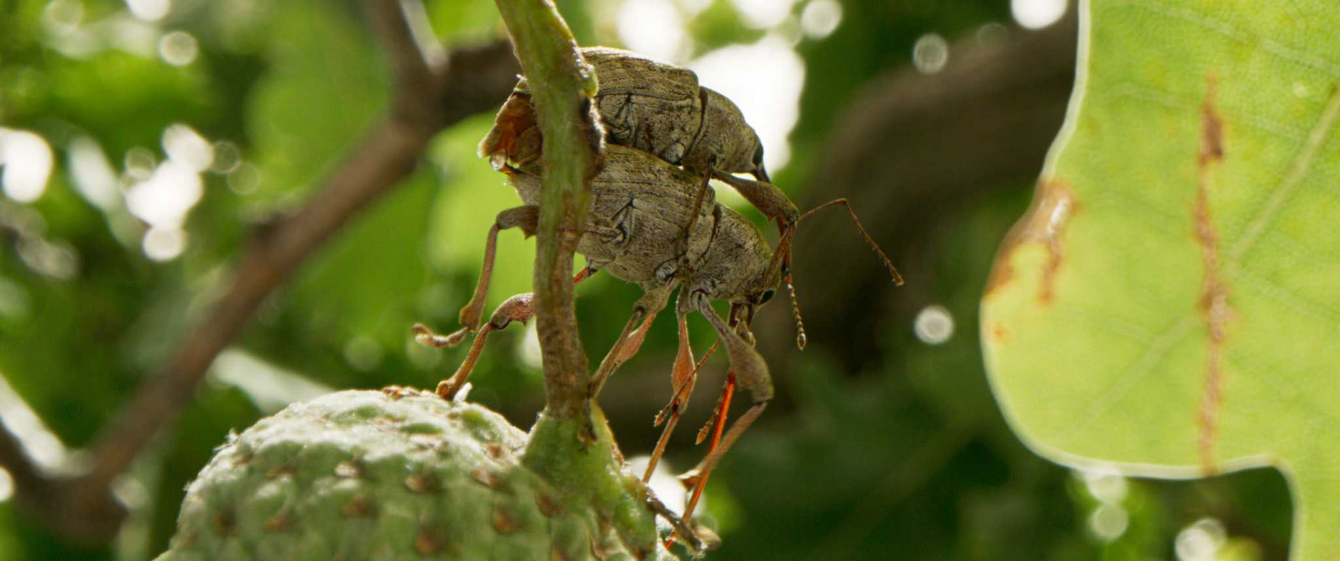 Un insecte sur une branche