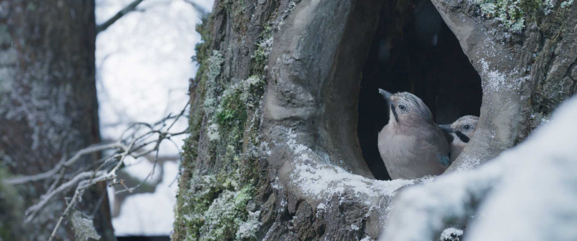 Des oiseaux dans une cavité du chêne en hiver