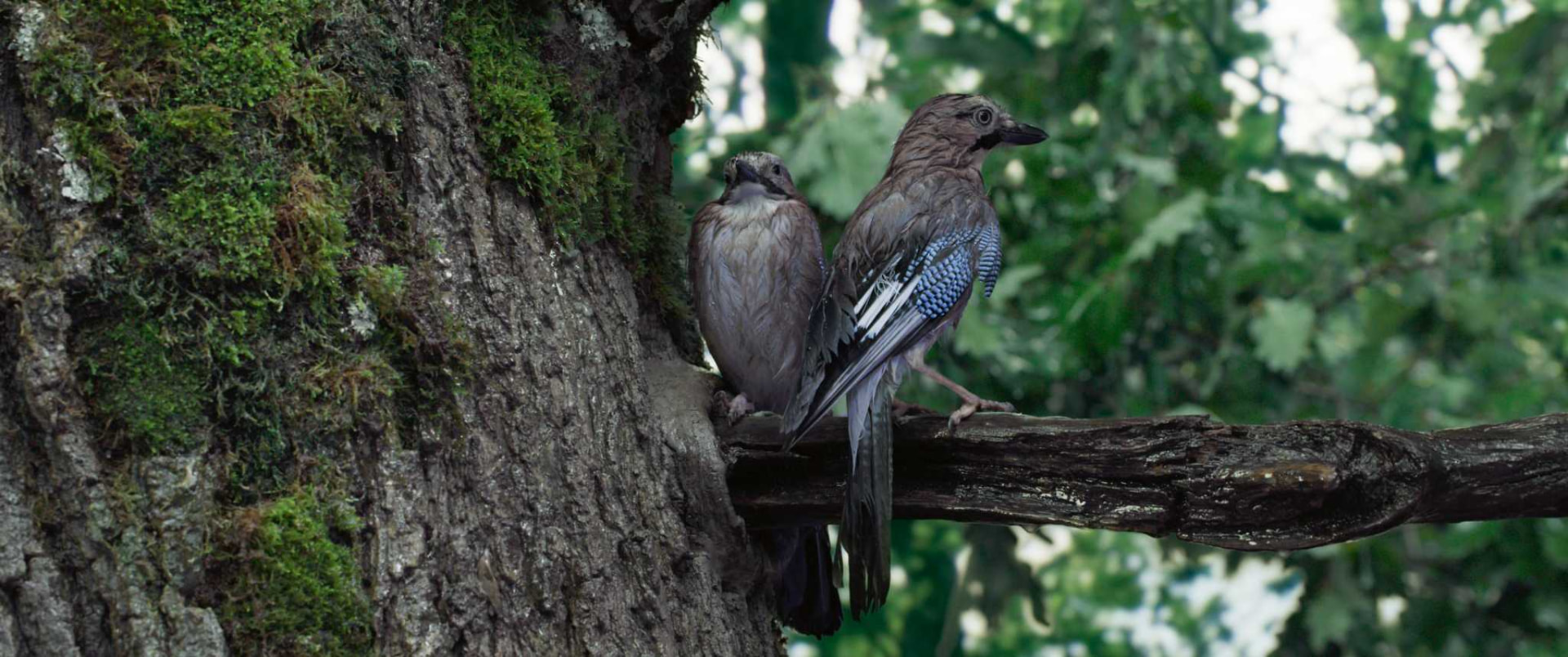 Deux oiseaux sur une branche du chêne