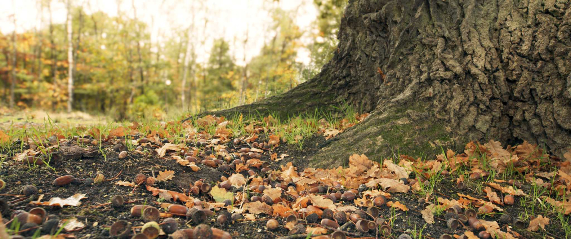 Le pied du chêne et les feuilles mortes