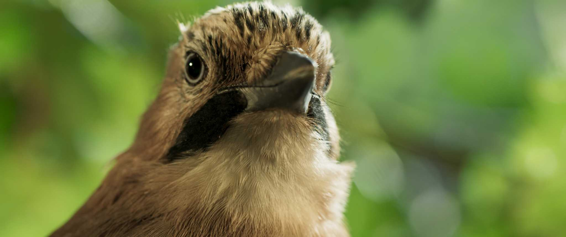 Portrait d’un geai