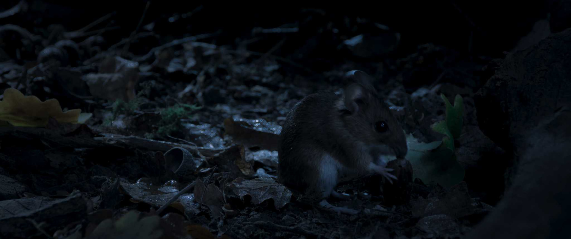 Un mulot dans les feuilles mortes pendant la nuit