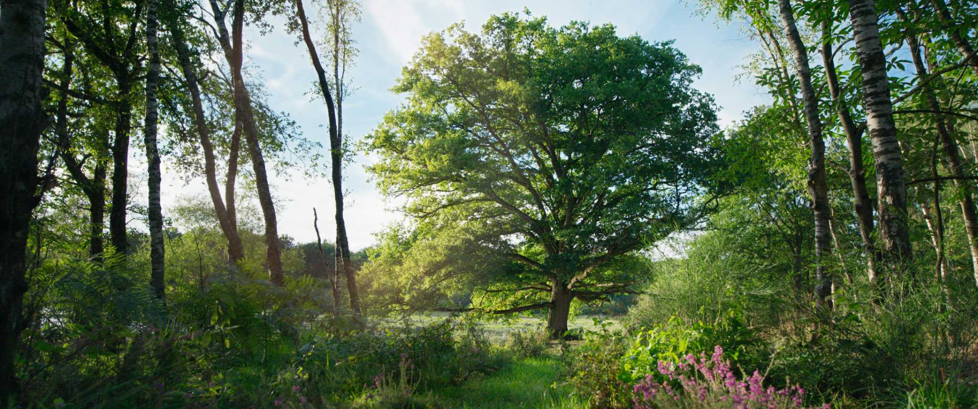 Le chêne au milieu de la forêt