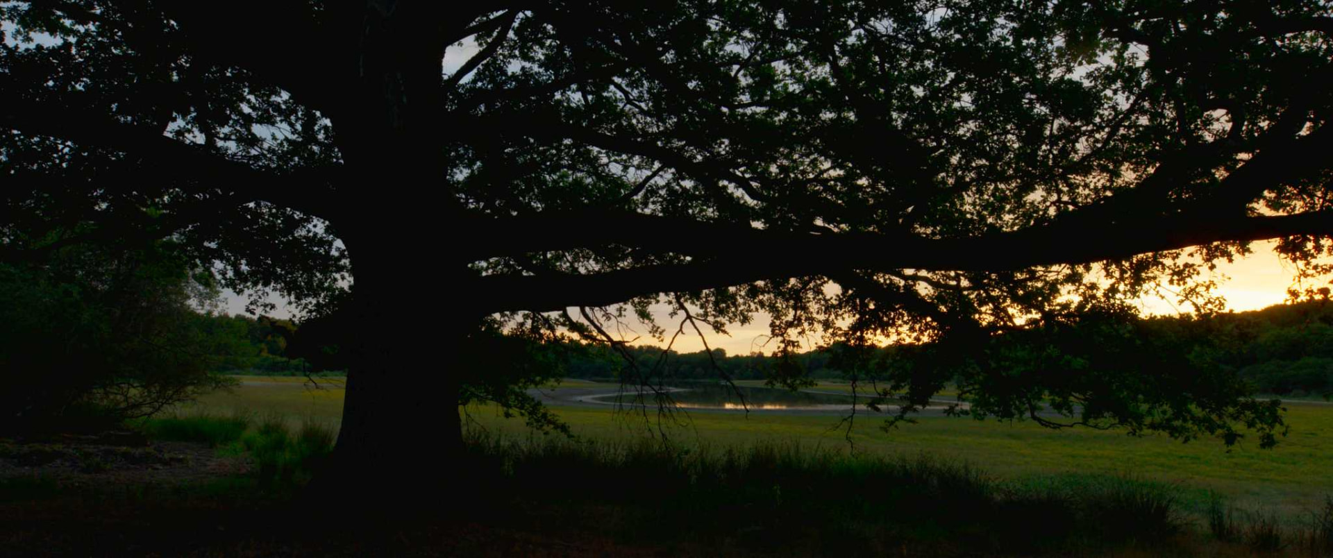 Le chêne au crépuscule