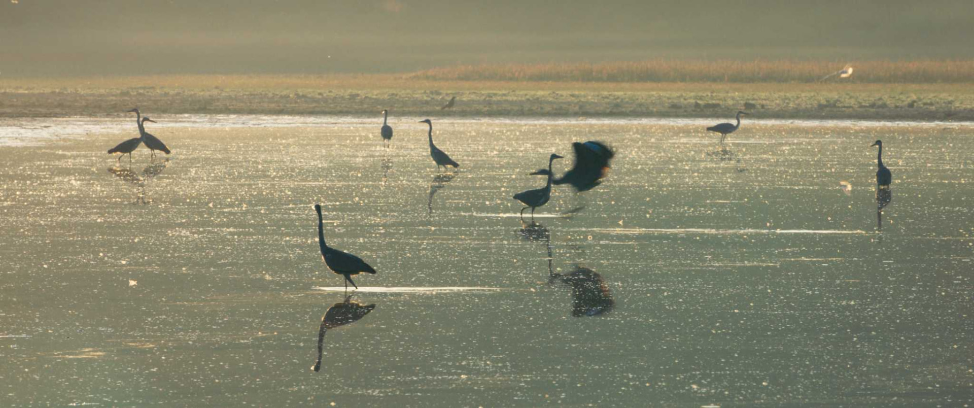 Des oiseaux au bord de l’eau